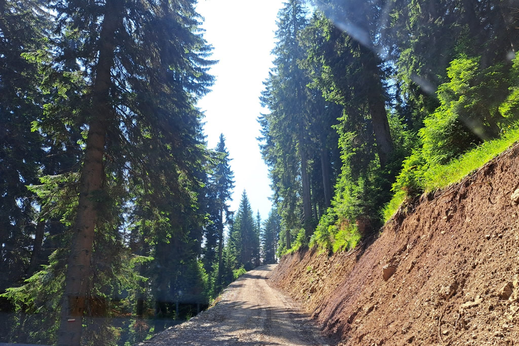 FOTO 9a - Realizzazione e ripristino viabilità forestale - Pista forestale Monte Goriane - Tarvisio (Ud) immagine NEW