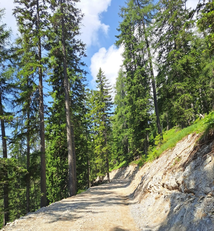 FOTO 9b - Realizzazione e ripristino viabilità forestale - Pista forestale Monte Goriane - Tarvisio (Ud) immagine NEW