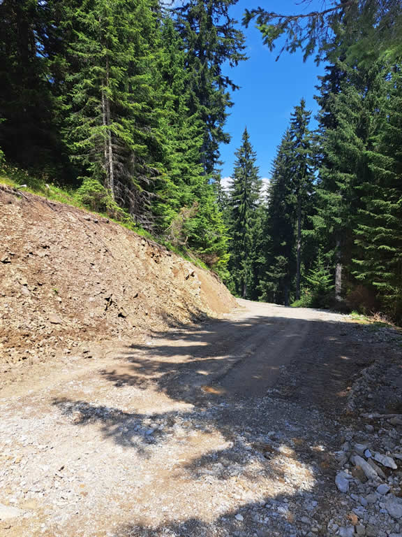 FOTO 9c - Realizzazione e ripristino viabilità forestale - Pista forestale Monte Goriane - Tarvisio (Ud) immagine NEW